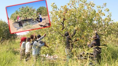 TİGEM Ceylanpınar’da 300 Bin Ağaçta Fıstık Hasadı Yapılıyor