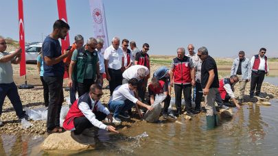 Şanlıurfa’dan Adıyaman göllerine ulaştı: 1 milyon 75 bin balık