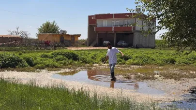 Şanlıurfa'da yükselen taban suyu ev ve tarlaları yuttu