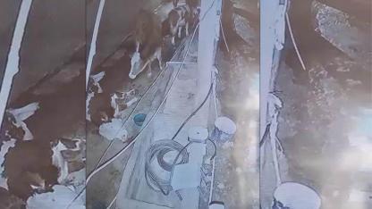 Yıldırım hayvan çiftliğine isabet etti: 3 inek telef oldu