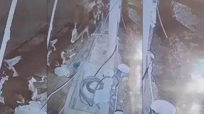 Yıldırım hayvan çiftliğine isabet etti: 3 inek telef oldu