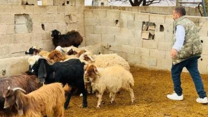 Şanlıurfa'da başıboş köpek dehşeti: 5 koyun telef oldu