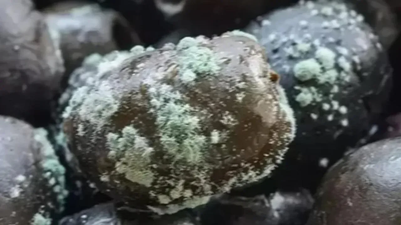 Eyyübiye’de gıda skandalı: 1 ton küflü zeytin ele geçirildi