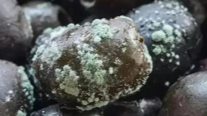 Eyyübiye’de gıda skandalı: 1 ton küflü zeytin ele geçirildi