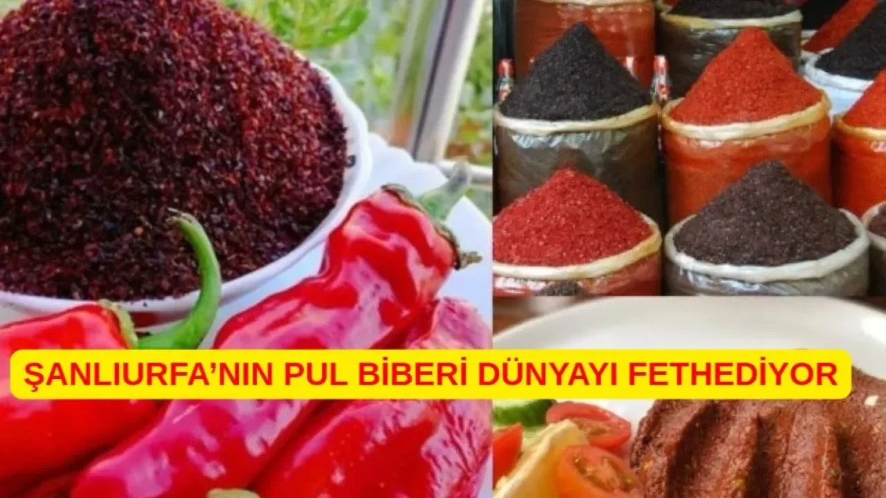 Şanlıurfa’nın pul biberi dünyayı fethediyor
