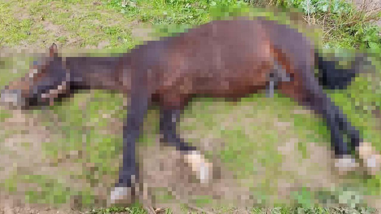 Şanlıurfa'da yıldırım isabet eden at öldü