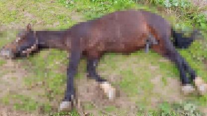 Şanlıurfa'da yıldırım isabet eden at öldü
