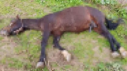 Şanlıurfa'da yıldırım isabet eden at öldü